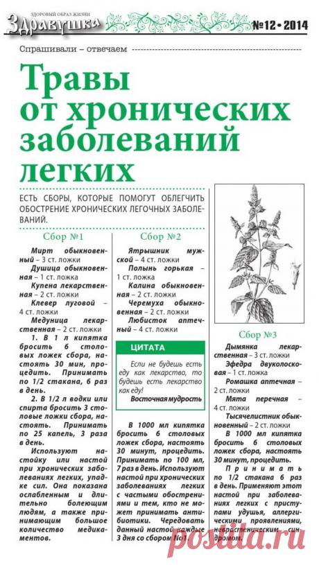 Травы от хронических заболеваний легких