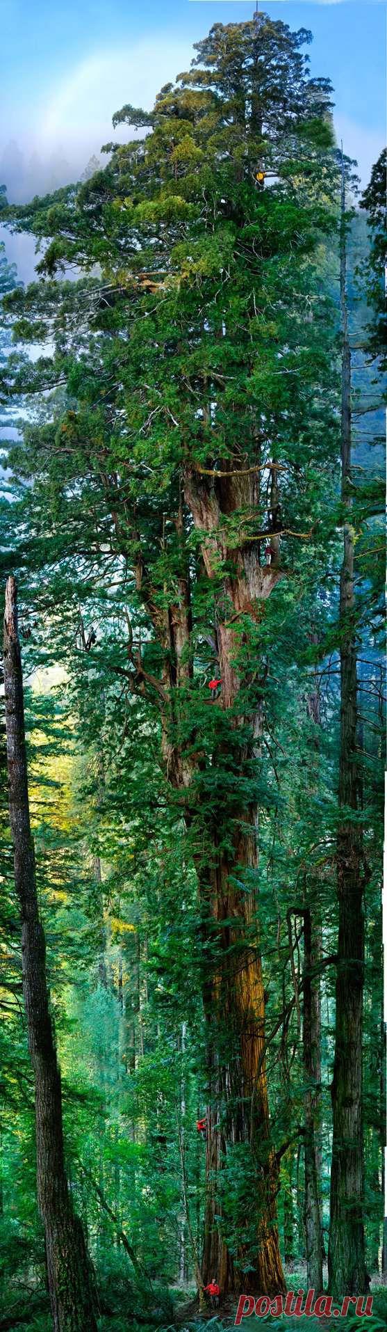 Самое большое дерево в мире | Необычный