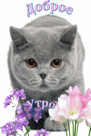 Доброе утро