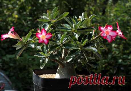 Мало кто из цветоводов не знаком с суккулентом Адениум обесум (Adenium obesum) или «Пустынная роза». Это декоративное домашнее растение очаровывает с первого взгляда. Наверно многие хотели бы обзавестись этим чудным деревцем. Но как выращивать это растение в доме? Наша статья поможет вам разобраться со всеми тонкостями ухода за Адениумом тучным и ознакомит вас с интересными фактами об этом суккуленте.