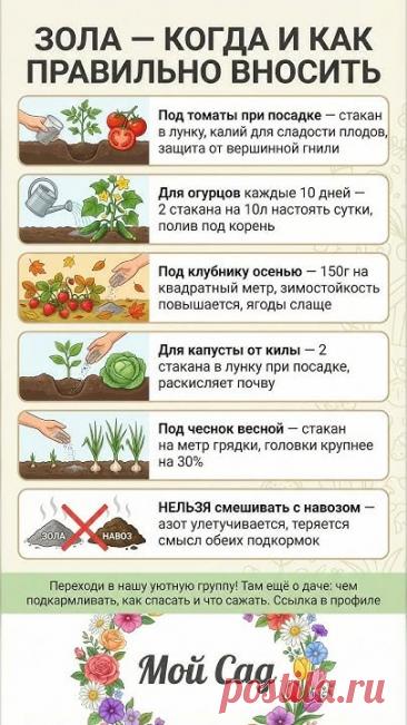 Как правильно использовать золу в огороде