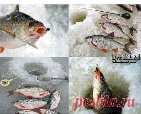 Ловля на мормышку плотвы в зимний пери / Богатая добыча