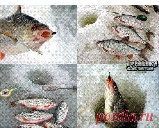 Ловля на мормышку плотвы в зимний пери / Богатая добыча