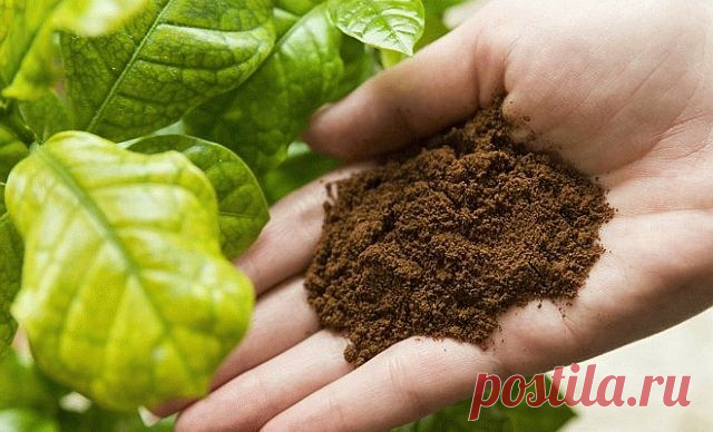 Использование спитого кофе (кофейного жмыха) как удобрения на даче