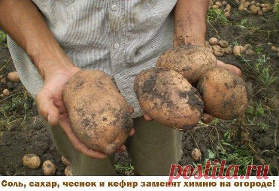 Иногда нам и в голову не приходит, что удобрения и ядохимикаты могут заменить самые обычные продукты - соль, сахар, чеснок, кефир, горчица.
Вот, например, появились на томатах первые признаки фитофтороза. Чтобы спасти плоды, надо ускорить их созревание. В этих целях обычно рекомендуют подкормить томаты калием и фосфором. Но есть способ проще. Возьмите на 1 л воды 100 г поваренной соли и этим раствором опрысните заболевшие растения. После такой иезуитской операции листья пожелтеют и опадут, рост