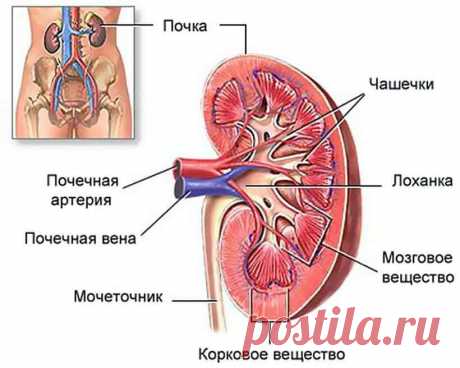 TvoyaPochka.ru - Все о здоровье почек и мочевыделительной системы
