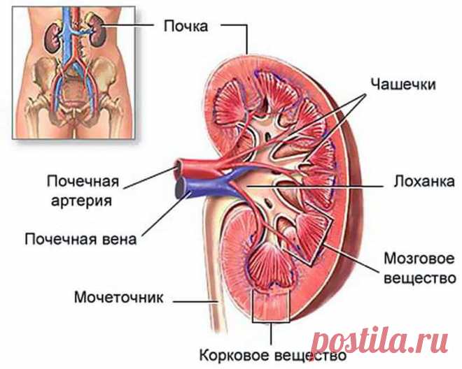TvoyaPochka.ru - Все о здоровье почек и мочевыделительной системы