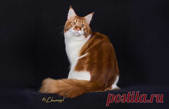Maine Coon Cat - The Cat Fanciers' Association
