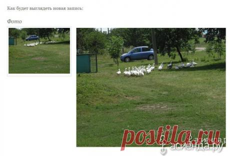 Новым жителям Асиенды--посвящается!!! Как правильно вставить фото в дневник.: Дневник пользователя Светлая личность