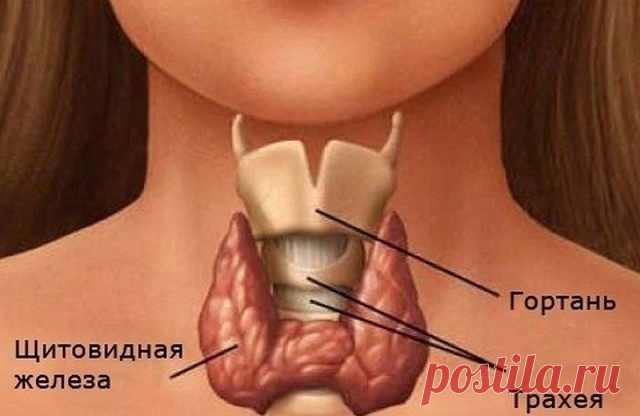 Каша для щитовидной железы