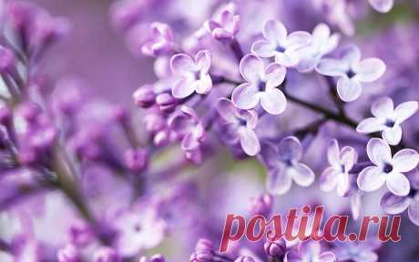 Free Purple Flowers wallpaper | 1920x1200 | #23087