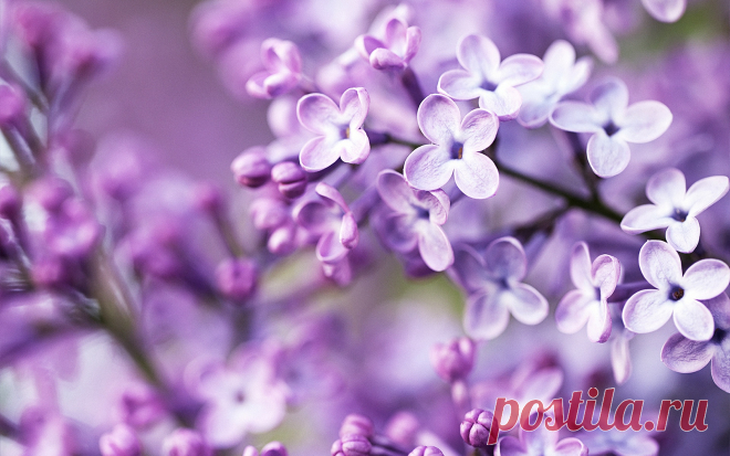 Free Purple Flowers wallpaper | 1920x1200 | #23087