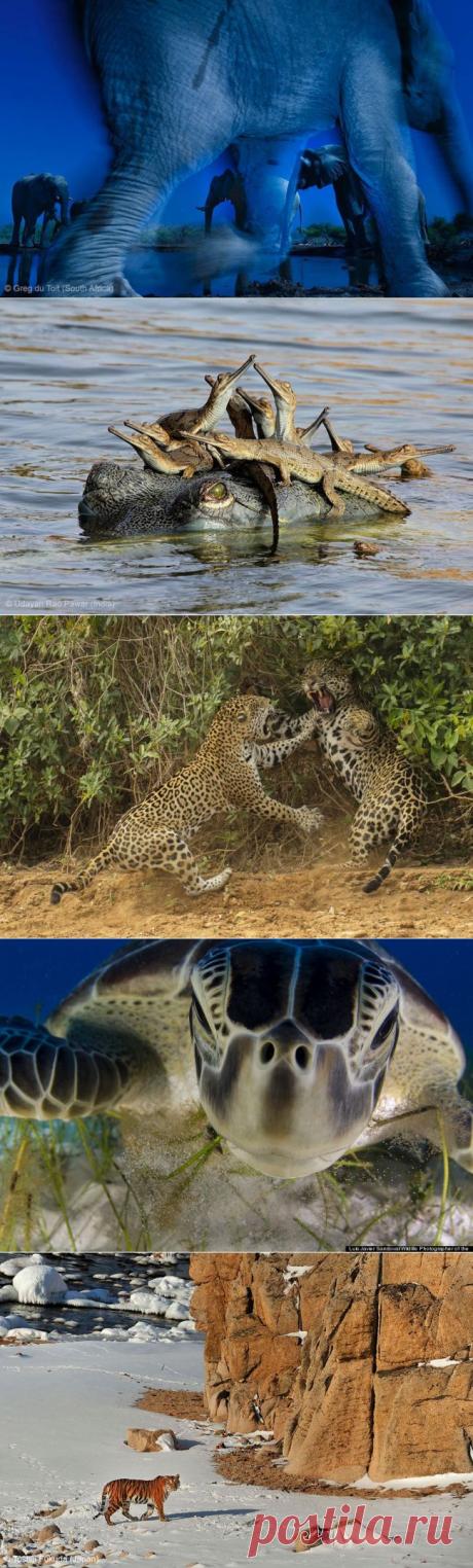 Победители фотоконкурса Wildlife Photographer 2013