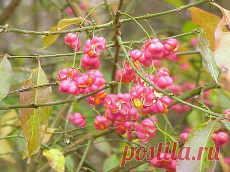 (лат. Euonymus europaeus)- Листопадный кустарник или дерево высотой до 6—5(8) м. Многолетник.Используется как декоративный кустарник в ландшафтном озеленении, декоративен окраской листьев и яркими плодами в осенний период. Имеет пять декоративных форм. Часто высаживается вдоль заборов и изгородей.