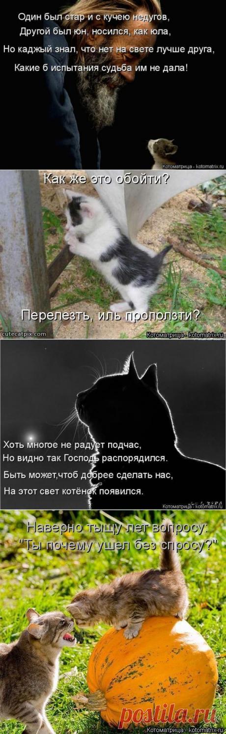 Котоматрица с улыбкой