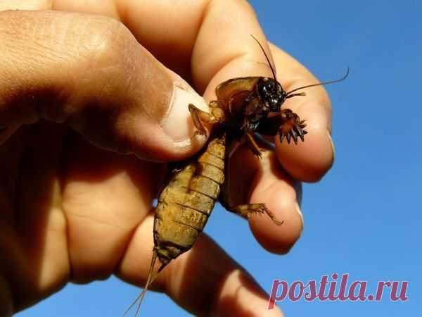 "Садовый мир" советы для садоводов и огородников