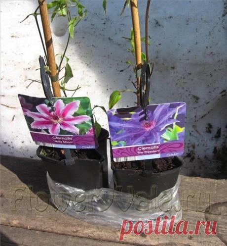 (57) Одноклассники