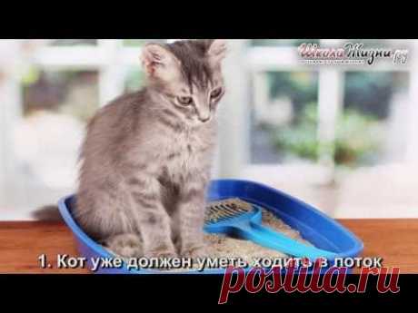 Как Приучить Кота К Унитазу? Советы Профессионала