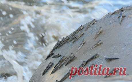 прыгунчики фото: 30 тыс изображений найдено в Яндекс.Картинках