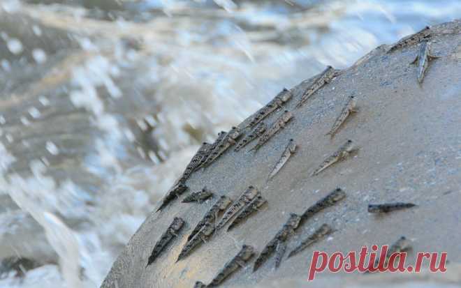 прыгунчики фото: 30 тыс изображений найдено в Яндекс.Картинках