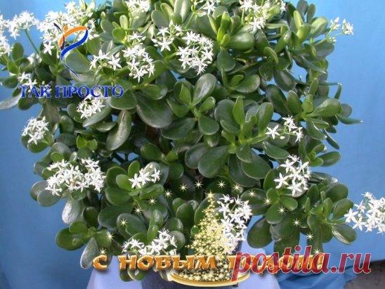 Домашняя аптека на подоконнике: лечебные свойства денежного дерева, о которых ты и не догадывался.
Наверное, многие знают, что такое популярное комнатное растение, как денежное дерево (толстянка), привлекает успех, богатство и благополучие. Но оно также имеет лечебные свойства, о которых знают немногие.
Это растение ничем не уступает алоэ. Если у тебя еще нет денежного дерева на подоконнике, тогда советуем тебе им обзавестись. Оно совершенно непривередливое и за ним легко ухаживать.Замечено мног