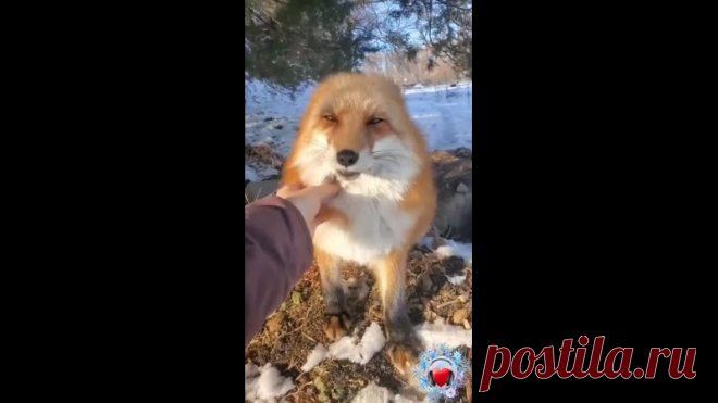 Какая красивая и упитанная лисичка! Прелесть!