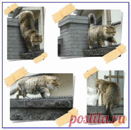 Как сделать фотоколлаж на телефоне