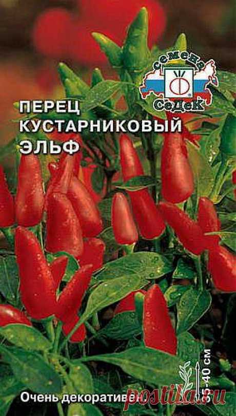 Комнатный перец: cоветы опытного практика
