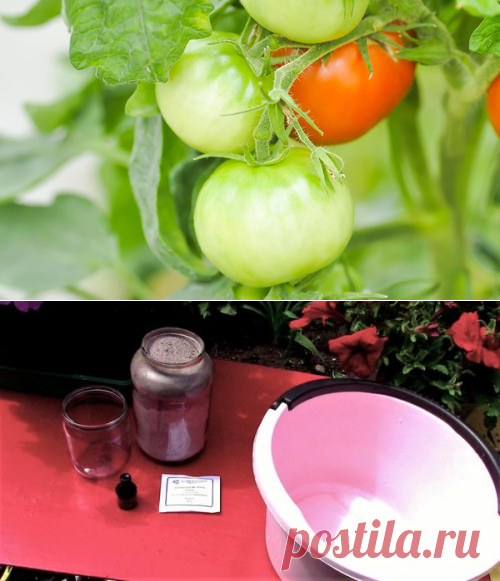 Подкормка томатов во время плодоношения