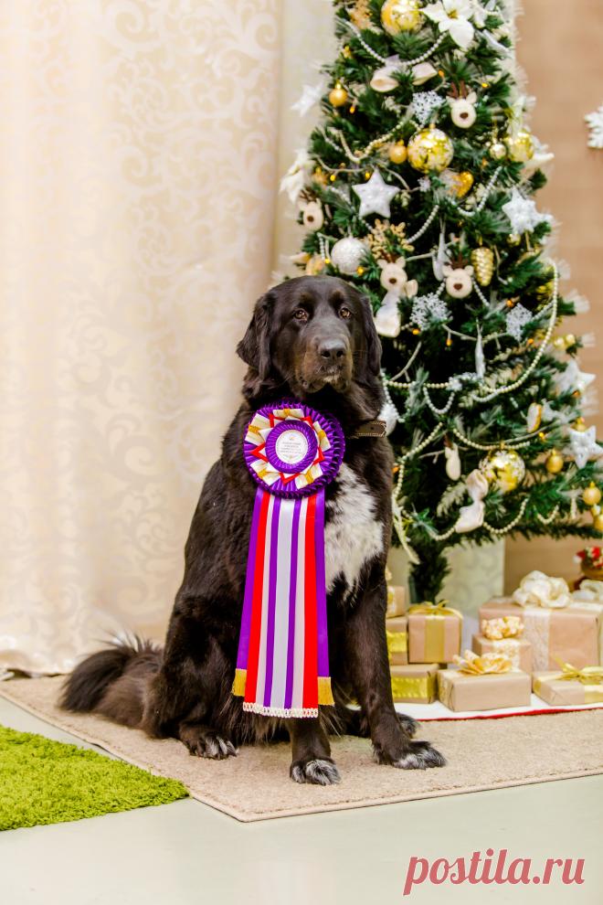 Монголдог Айса Умница Лилу