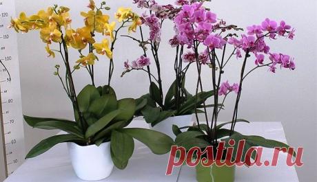 Фаленопсис отцвел - что делать дальше с орхидеей