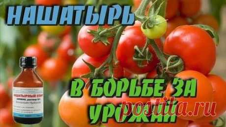 Оказывается, нашатырный спирт в борьбе за высокий урожай, может оказать нам ни одну услугу. 
Многие растения, такие как помидоры, огурцы, а также лилии, клематисы, герань, очень отзывчивы на подкормки в состав которых входит нашатырный спирт. 
В 4-5 литрах воды достаточно всего лишь растворить 50 мл нашатыря и в небольшом количестве подкормить растеньица после обильного полива. 
Нашатырный спирт также является отличным средством в борьбе с таким вредителем, как тля. В ведро воды добавьте две сто
