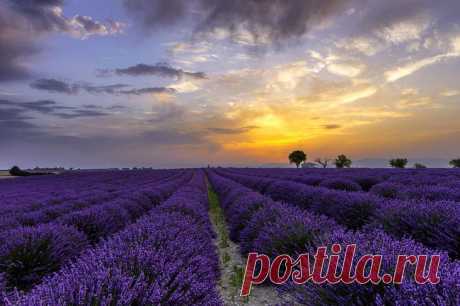 30 фотографий с фиолетовым настроением