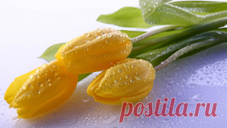 Download Wallpaper 1920x1080 tulips, drops, stem, bud, flower HD background