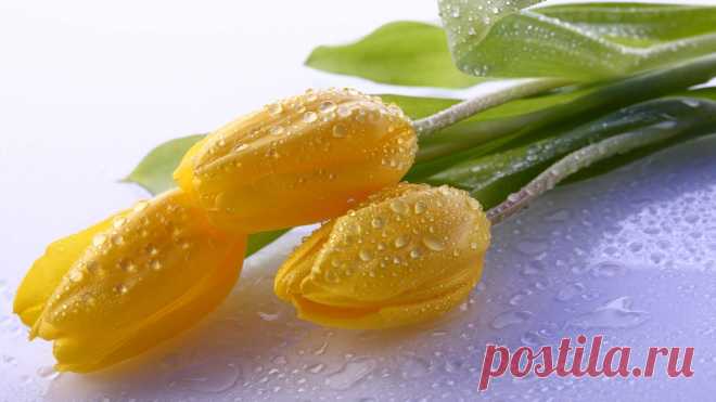 Download Wallpaper 1920x1080 tulips, drops, stem, bud, flower HD background