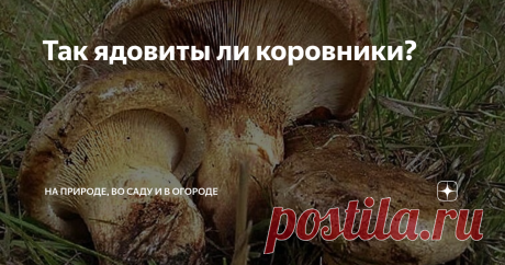 Так ядовиты ли коровники? Отравиться, как известно, можно любыми грибами. Старые переросшие грибы содержат токсины. При небрежной переработке отравление той или иной степени обеспечено.
Далее, грибы могут накапливать в определенных условиях очень вредные для человека вещества: пестициды, диоксины, бензолы и т.д.  Такие грибы собирать нельзя.
Грибники, в своем большинстве, знают несколько общеизвестных видов грибов, их и