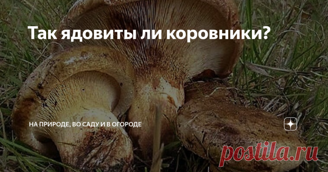 Так ядовиты ли коровники? Отравиться, как известно, можно любыми грибами. Старые переросшие грибы содержат токсины. При небрежной переработке отравление той или иной степени обеспечено.
Далее, грибы могут накапливать в определенных условиях очень вредные для человека вещества: пестициды, диоксины, бензолы и т.д.  Такие грибы собирать нельзя.
Грибники, в своем большинстве, знают несколько общеизвестных видов грибов, их и