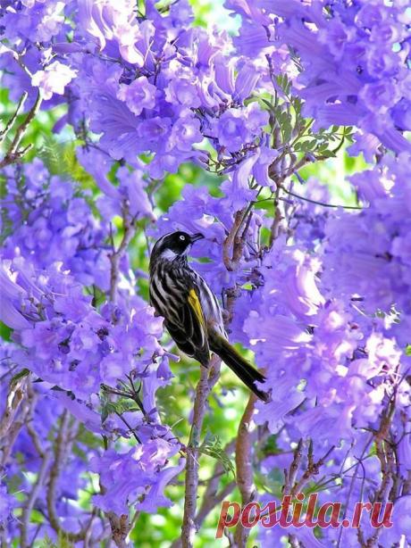 ЖАКАРАНДА (JACARANDA) - ДЕРЕВО-КОЛОКОЛЬЧИК | Самоцветик