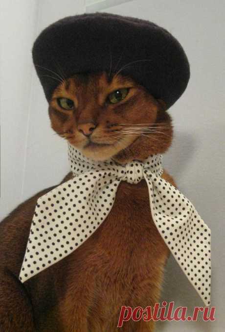 CatAtelier - Фото
