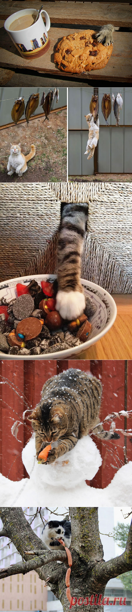 15 котов-воришек, попавшихся с поличным | Позитив