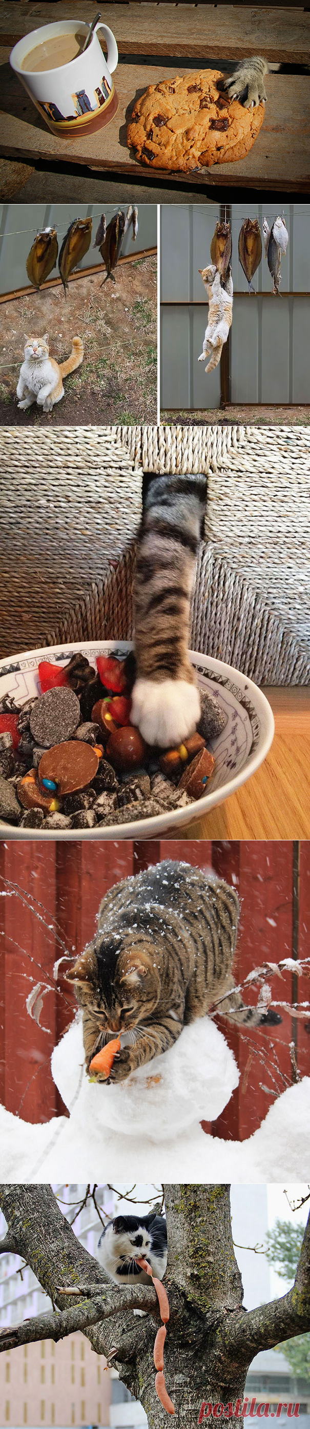 15 котов-воришек, попавшихся с поличным | Позитив