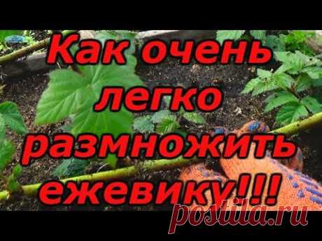 ЕЖЕВИКА - СУПЕР СПОСОБ РАЗМНОЖЕНИЯ !!! Зимнее размножение ежевики.