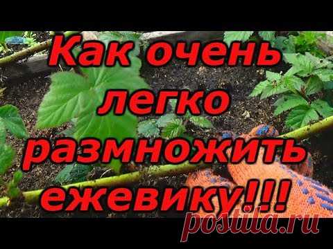 ЕЖЕВИКА - СУПЕР СПОСОБ РАЗМНОЖЕНИЯ !!! Зимнее размножение ежевики.