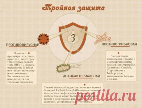 Чеснок - польза для здоровья