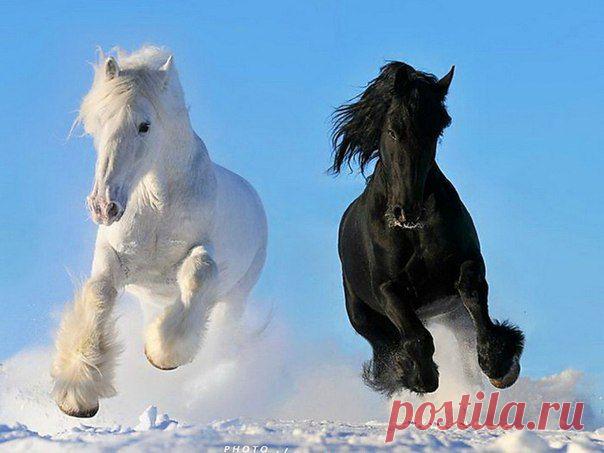 МИР ЖИВОТНЫХ