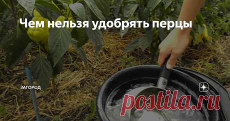Чем нельзя удобрять перцы Перец —  не такая простая в выращивании культура, как может показаться на первый взгляд. Для начала нужно вырастить рассаду, затем высадить растение на постоянное место жительства, а потом —  осуществлять правильный уход за ними в течении всего сезона.

Начинающие огородники допускают массу ошибок и не получают достойного урожая. Рано высаживают рассаду,