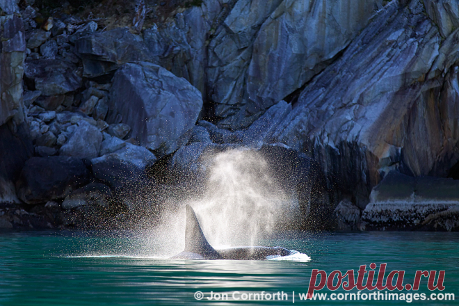 Kenai-Orcas-Blow-4.jpg (900×600)