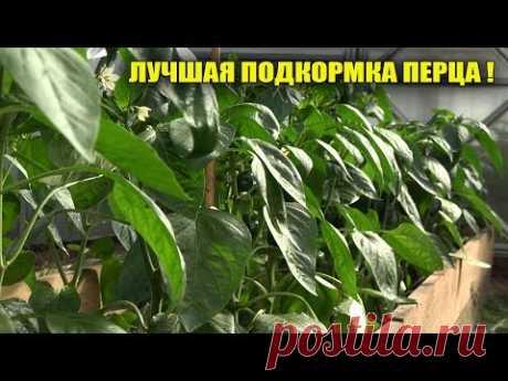 В 10 РАЗ БОЛЬШЕ ПЕРЦА С  КУСТА ПОСЛЕ ЭТОЙ ПОДКОРМКИ!