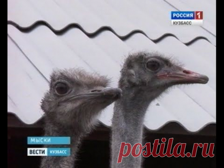 страусы - Самое интересное в блогах