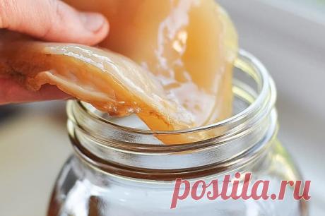 КОМБУЧА (чайный гриб): свойства, противопоказания, рецепт напитка.